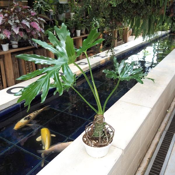 観葉植物 送料無料 フィロデンドロン セローム直径16cm鉢植え Www Arilab Com Tr Index Php