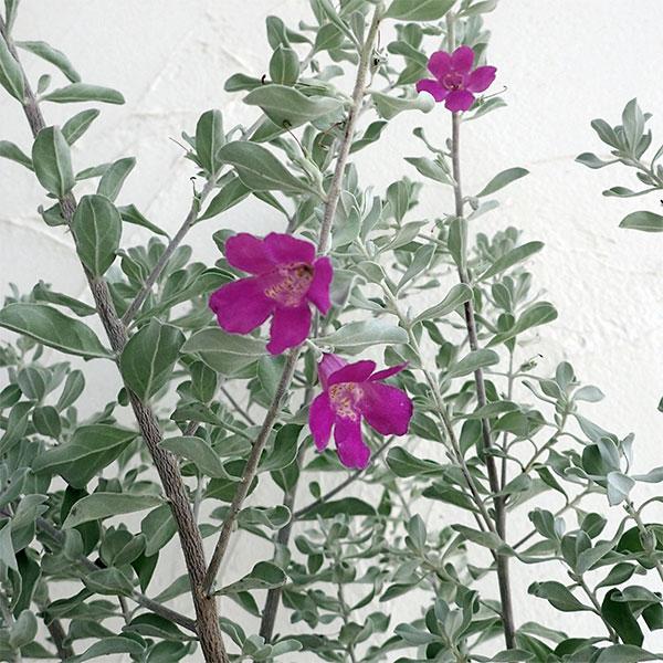 草花の苗 レウコフィルム8号鉢植え