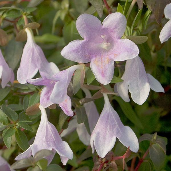花木 庭木の苗 アベリア（大輪咲き） ピンキーベルズ5号ポット3株