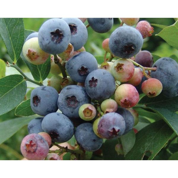 果樹の苗 ブルーベリー ブルーシャワー8号ポット 大実ラビットアイ系 1717 園芸ネット 通販 Yahoo ショッピング