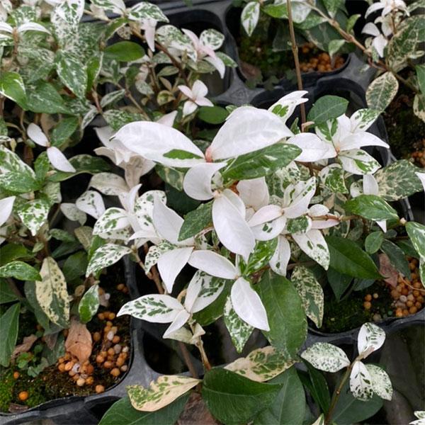 草花の苗 ハツユキカズラ ジューンブライド3号ポット 園芸ネット 通販 Yahoo ショッピング