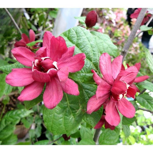 ハートリッジワインは初夏に咲くロウバイの仲間で、中国原産のナツロウバイと北米原産のクロバナロウバイの交配種です。鮮やかな赤紫色の愛らしいカップ型の花をつけ、花の直径が6〜7cmと大輪で見ごたえがあります。暑さ寒さにも強く、全国で栽培可能です...