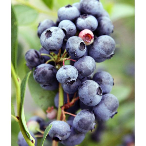 果樹の苗 ブルーベリー 大実サザンハイブッシュ系 レノアー5号ポット 1710 園芸ネット 通販 Yahoo ショッピング