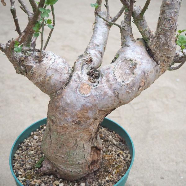 6号鉢植え ブルセラ ファガロイデス 園芸ネットの観葉植物 送料無料 6号鉢植え 1742ならショッピング ランキングや口コミも豊富なネット通販 更にお得なpaypay残高も スマホアプリも充実で毎日どこからでも気になる商品をその場でお求めいただけます 花