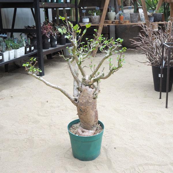 観葉植物 送料無料 ブルセラ ファガロイデス 6号鉢植え 2 1743 園芸ネット