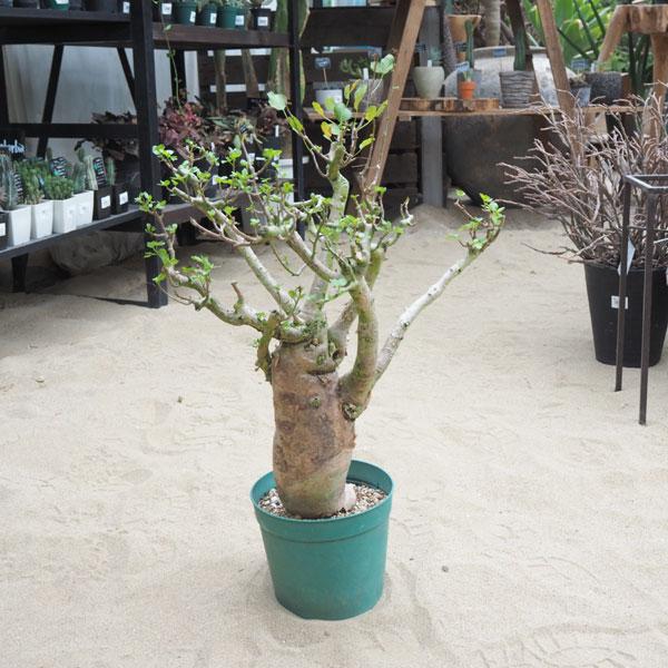 観葉植物 送料無料 ブルセラ ファガロイデス 6号鉢植え 2 1743 園芸ネット