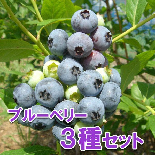 果樹の苗 ブルーベリー 大実ハイブッシュ系 5号ポット3種セット ネルソン パトリオット ブリジッタ 園芸ネット 通販 Yahoo ショッピング