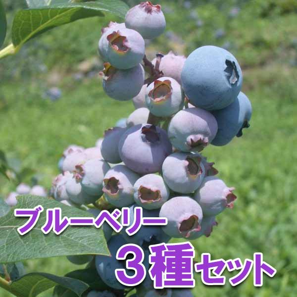 果樹の苗 ブルーベリー 大実ラビットアイ系5号3種セット ウィトウ オノ オンスロー 園芸ネット 通販 Yahoo ショッピング