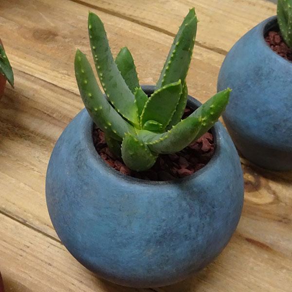観葉植物 アロエ ラモシッシマ陶器鉢植え 1726 園芸ネット 通販 Yahoo ショッピング