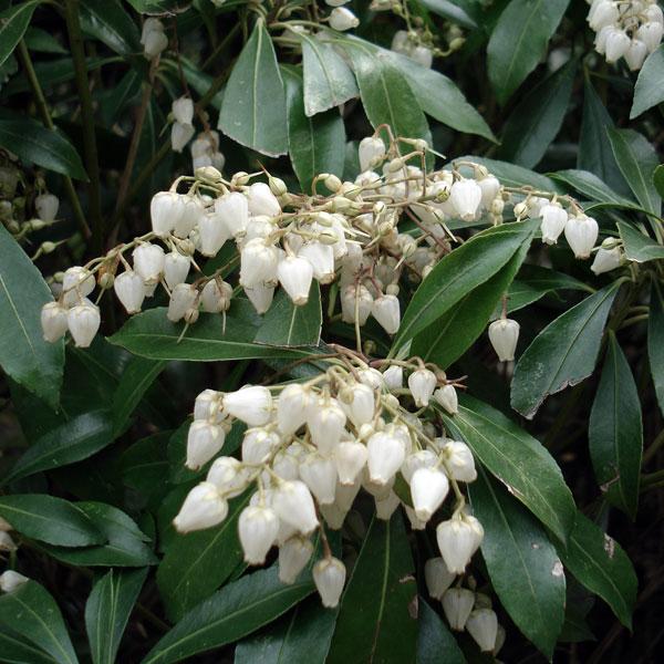 花木 庭木の苗/アセビ（馬酔木・アシビ）：白花（琉球アセビ）5