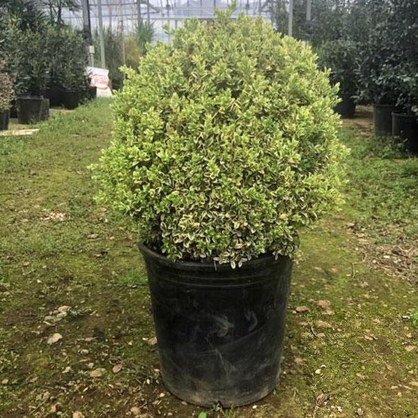花木 庭木の苗 ボックスウッド 斑入り西洋ツゲ エレガンテシマ玉仕立て9号ポット 園芸ネット 通販 Yahoo ショッピング