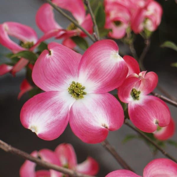 花木 庭木の苗 ハナミズキ レッドビューティー4号ポット 園芸ネット 通販 Yahoo ショッピング