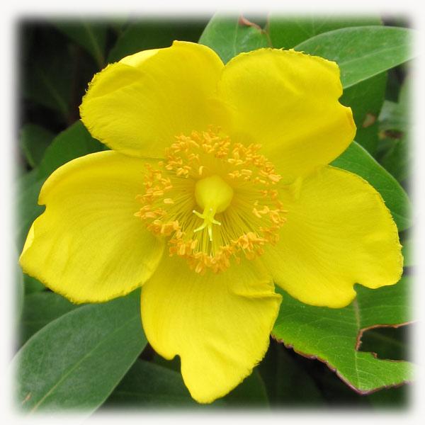 花木 庭木の苗 ヒペリカム ヒデコート5号ポット 園芸ネット 通販 Yahoo ショッピング