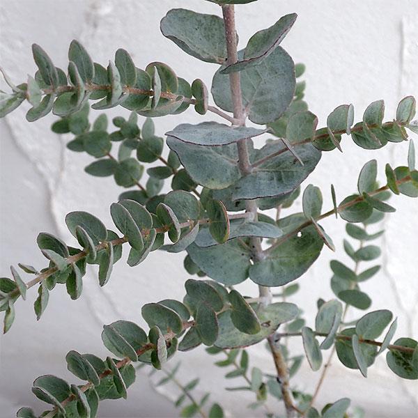 花木 庭木の苗 ユーカリ クルセアナ5号 ギガランキングｊｐ