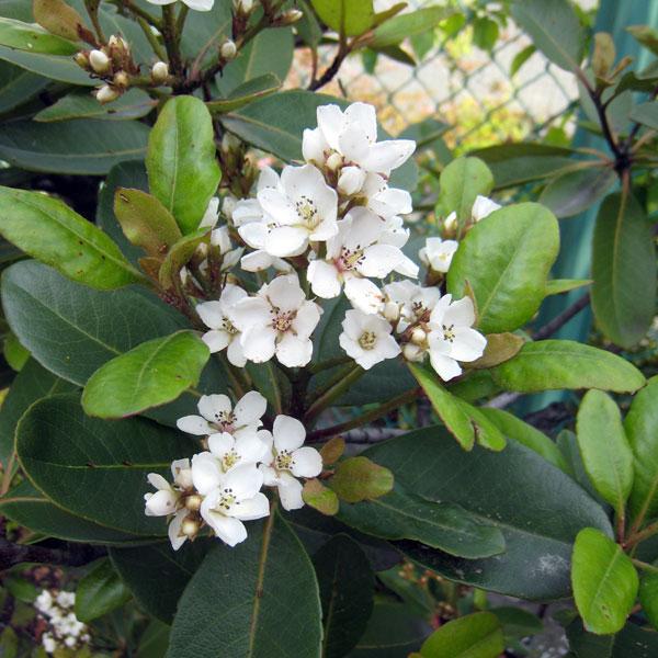 シャリンバイ　車輪梅　苗☆苗木　植木　常緑樹　庭木　白　花 花木 庭木の苗 シャリンバイ（車輪梅） 白花5号ポット 8株セット
