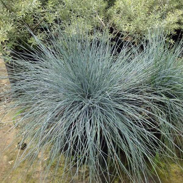 フェスツカ・グラウカはイネ科の耐寒性宿根草です。青灰色がかる緑色の細い葉が美しく、草姿は丸く形よくまとまります。常緑性で、花壇に植えるとほかの花とよくつりあいます。乾燥に強いので、ロックガーデンや花壇の縁取り、鉢植えや石組みの間の植え込みに...