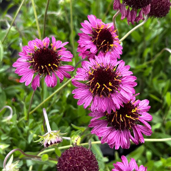 ニュアンスカラーのガイラルディアです。秋シーズンにぴったりの落ち着いたグレープピンクの花色に、おチャメな茶目が入ります。とても花付がよいので、たくさんの花が楽しめます。真夏の暑さにも強く、次々と花が咲いてくる優良品種です。※詳しい商品説明は...