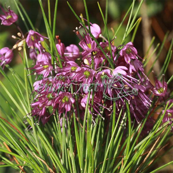 ★入荷から日数が経ったためセール価格となりました。商品の状態は画像と異なる場合があります。★深山ラッキョウは高山に自生している多年草(球根植物)です。本州(岩手県、長野県、山形県など)、北海道、東アジアなどに分布し、草丈15〜30cm位で、...