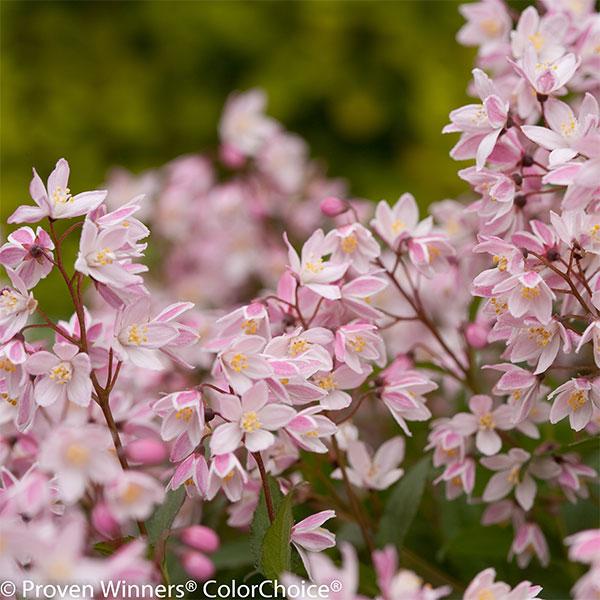 花木 庭木の苗 ヒメウツギ ユキ チェリーブロッサム5号ポット : 園芸
