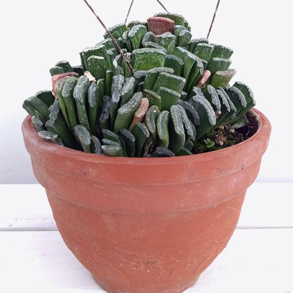 観葉植物 わけあり特価 ハオルチア 玉扇 ぎょくせん 5号鉢植え 園芸ネット 通販 Yahoo ショッピング