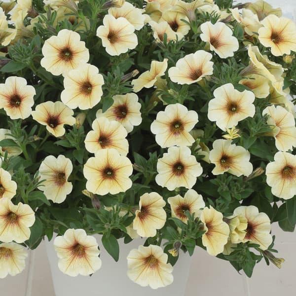 草花の苗 ペチュニア カリブラコア ビューティカルフレンチバニラ3 5号ポット 1749 園芸ネット 通販 Yahoo ショッピング