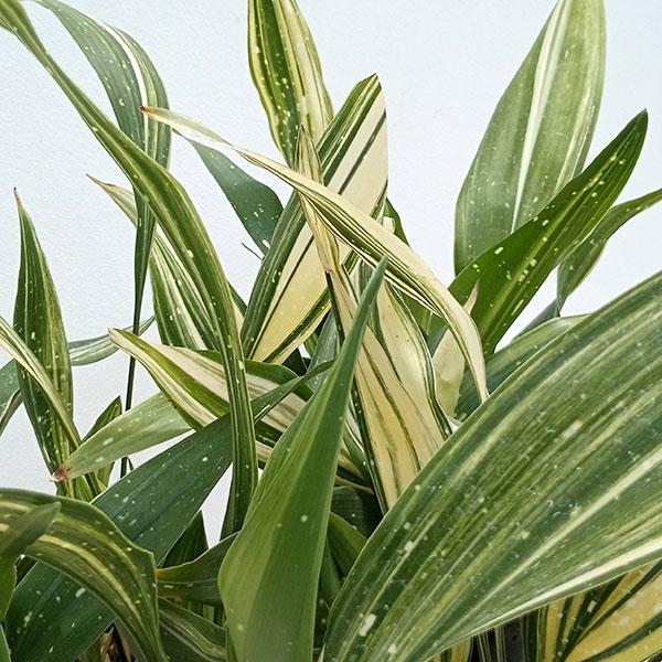 葉蘭（ハラン）の星斑品種「天の川」の枝変り種で、さらにいろいろな斑が入る「天の川五芸」。縞斑、覆輪斑、星斑、さらに斑の色が白とクリーム色、といった具合に様々で、葉の1枚ごとに色や模様が異なる美しい品種です。やや小型なので鉢栽培にも適していま...