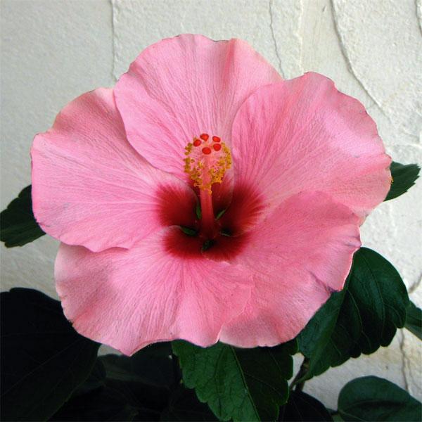 草花の苗 ハイビスカス ロングライフ アドニス ピンク 5号鉢植え 園芸ネット 通販 Yahoo ショッピング