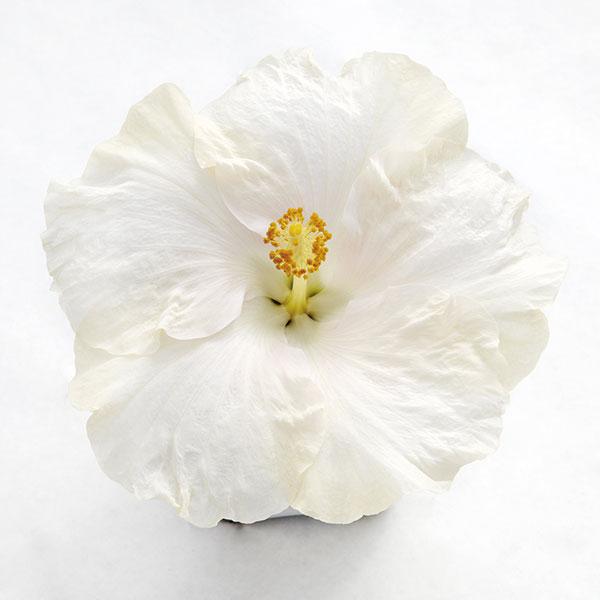 草花の苗 ハイビスカス ロングライフ ガイア 5号鉢植え 園芸ネット 通販 Yahoo ショッピング