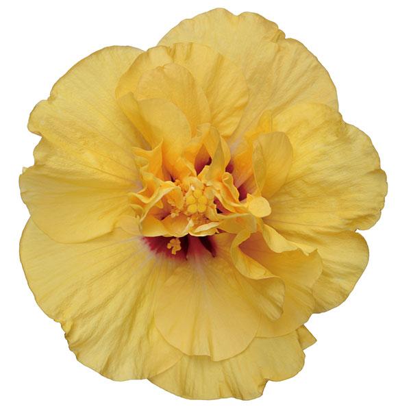 草花の苗 わけあり特価 ハイビスカス ロングライフ アドニスダブルイエロー 5号鉢植え 園芸ネット 通販 Yahoo ショッピング