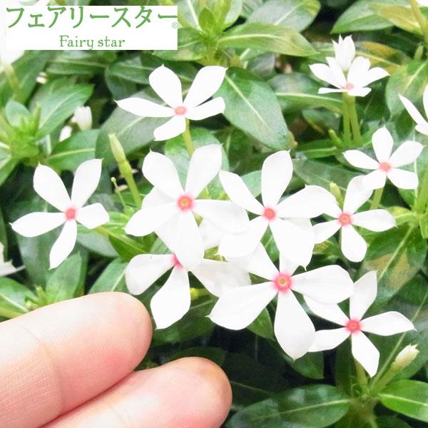 草花の苗 ニチニチソウ フェアリースターホワイト3号ポット(R)