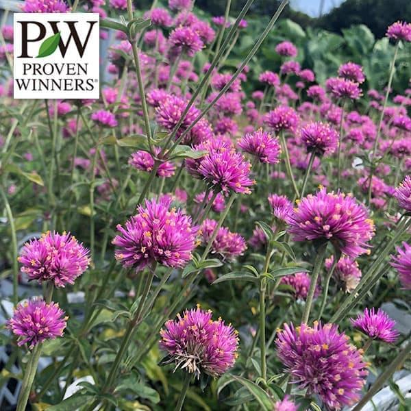 草花の苗 ゴンフレナ（千日紅） ラブラブラブ3号ポット