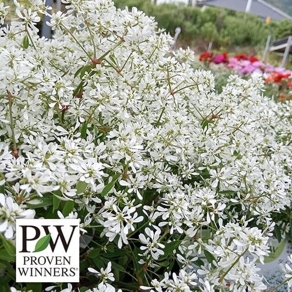 草花の苗 ユーフォルビア ダイアモンドスノー3号ポット