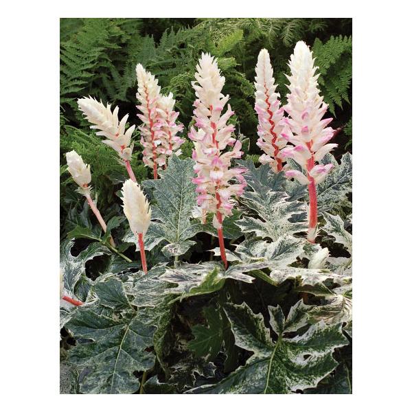 草花の苗 アカンサス モーリス タスマニアンエンジェル6号鉢植え 園芸ネット 通販 Yahoo ショッピング