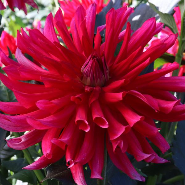 球根 ダリア 大輪 炎帝 4 5号ポット植え 園芸ネット 通販 Yahoo ショッピング