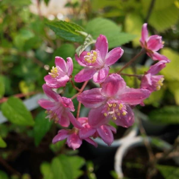 ★入荷から日数が経ったためセール価格となりました。商品の状態は画像と異なる場合があります。★星型で可愛らしい小花をびっしりと咲かせる落葉樹。晩春にピンクの縁取りのある清楚な花をつけます。洋風、和風いづれの庭にも向き、池辺や石組みに添えたり、...