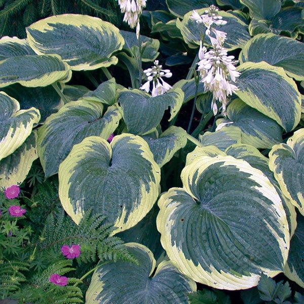 草花の苗 ギボウシ ホスタ アメリカン ハロー11cm角ポット 園芸ネット 通販 Yahoo ショッピング