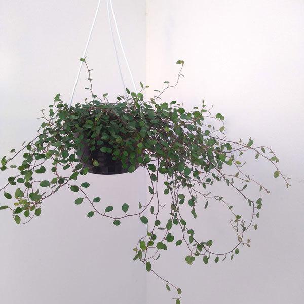 観葉植物 ワイヤープランツ 5号吊り鉢プラ鉢植え 園芸ネット 通販 Yahoo ショッピング