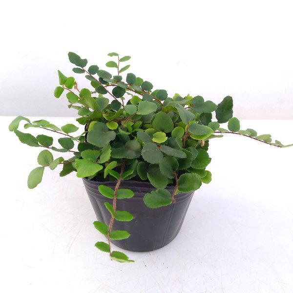観葉植物 ぺラエア ロツンディフォリア シダ ボタンファーン 園芸ネット 通販 Yahoo ショッピング