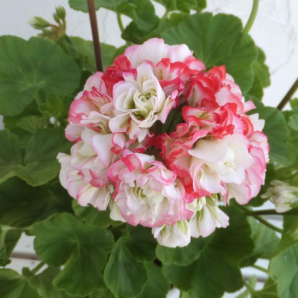 草花の苗 ゼラニウム ローズバッド・アップルブロッサム3.5号ポット