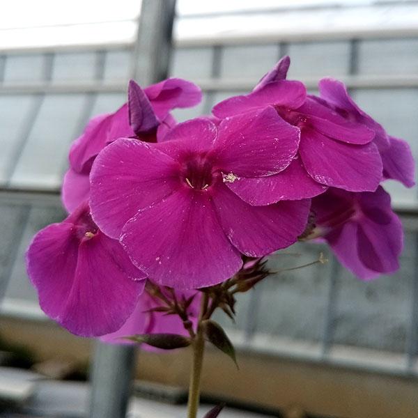 フロックス 花 みんな探してる人気モノ フロックス 花