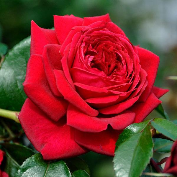 バラの苗 デルバールローズ リパブリック ドゥ モンマルトル新苗4号鉢植え 園芸ネット 通販 Yahoo ショッピング