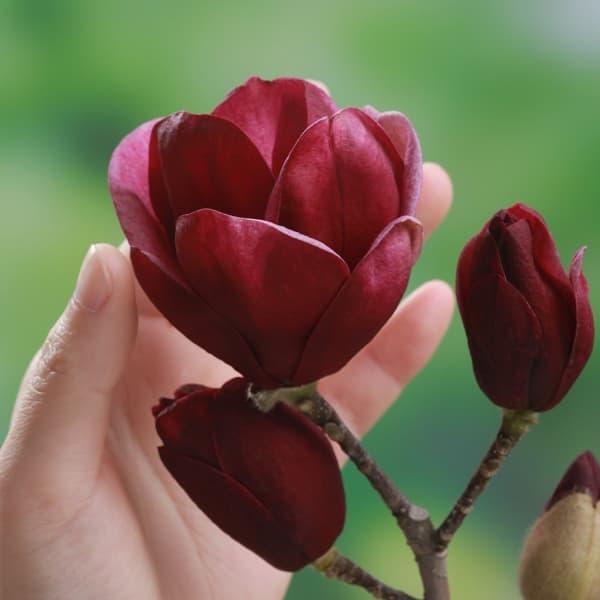 花木 庭木の苗 モクレン（マグノリア） ジェニー4号ポット : 園芸