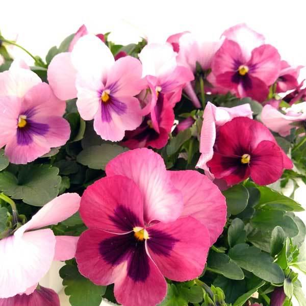 草花の苗 ビオラ ももか ピンクブロッチ3 3 5号ポット 6株セット 園芸ネット 通販 Yahoo ショッピング