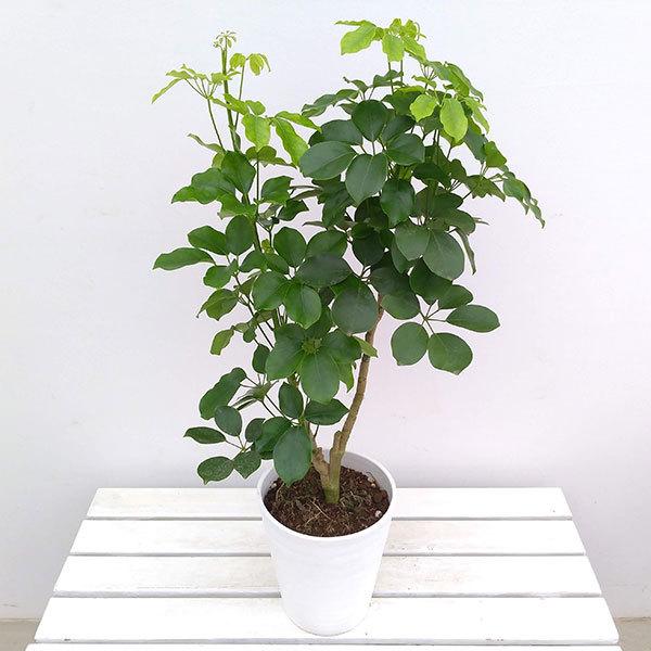 観葉植物 シェフレラ アルボリコラ マルコ7号鉢植え 園芸ネット 通販 Yahoo ショッピング