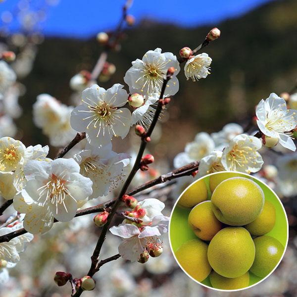 果樹の苗 ウメ（梅） なんこう（南高）4〜5号ポット : 園芸ネット