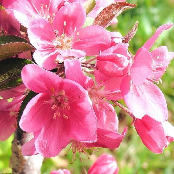 花木 庭木の苗 バレリーナツリー マルス メイポール4 5号ポット 園芸ネット 通販 Yahoo ショッピング