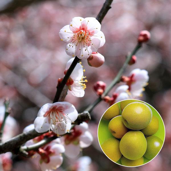 果樹の苗 ウメ（梅） 鶯宿（オウシュク） 4〜5号ポット : 園芸ネット