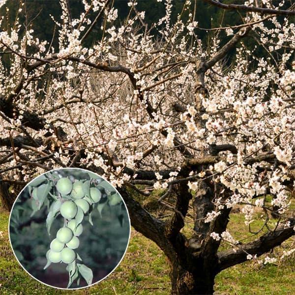 梅の木_3点_ウメノキコケ付き 果樹の苗 ウメ（梅） こしのうめ（越の梅）接木苗4〜5号ポット : 園芸