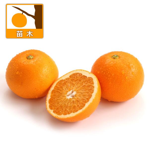 果樹の苗 紅八朔4.5号ポット : 園芸ネット - 通販 - Yahoo!ショッピング