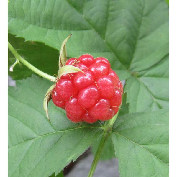 夏採り用の品種。収穫期は7月ですが秋にも収穫できる場合があります。豊産種の木苺です。植えつけ後1〜2年で収穫できるようになります。ラズベリーは立ち性の品種で、庭植えまたは鉢植えがおすすめです。自家結実性があるので、1本でも実をつけます。サン...